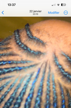 Braid, tissage, perruque, tresses 