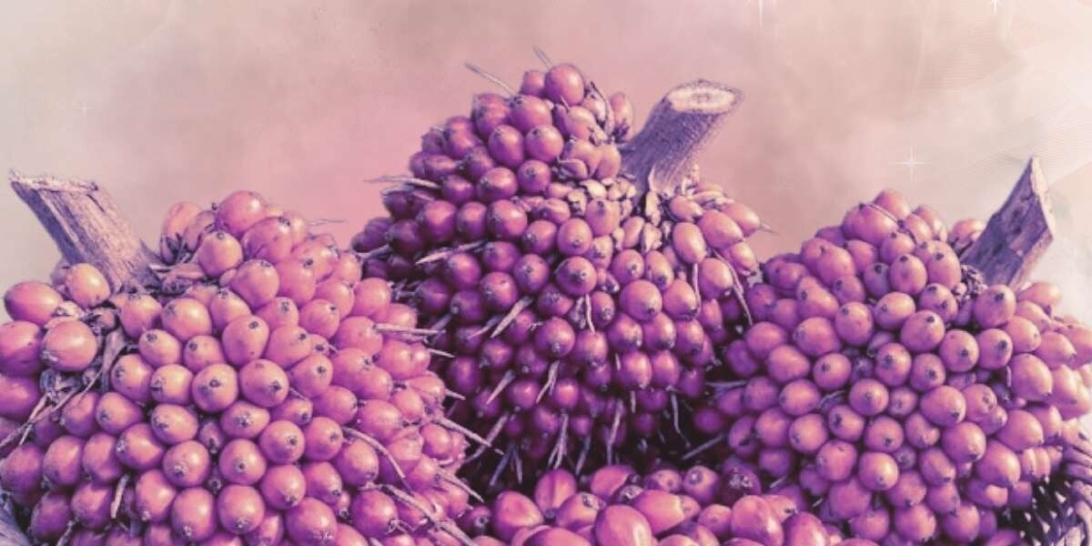L'huile de batana pour la pousse : top 10 des conseils