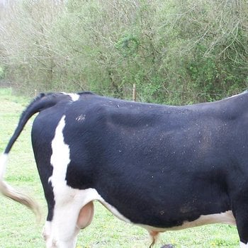 Sperme de taureau : le nouveau traitement de choc pour les cheveux ?