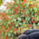 chignon_cheveux_crepus